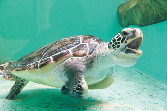 アオウミガメ/仙台うみの杜水族館（宮城県/仙台市）