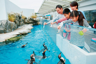 ペンギン フィーディングタイム/仙台うみの杜水族館（宮城県/仙台市）