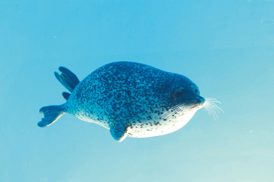 ゴマフアザラシ/仙台うみの杜水族館（宮城県/仙台市）