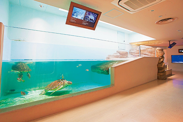 ゆったり泳ぐアオウミガメ/仙台うみの杜水族館（宮城県/仙台市）