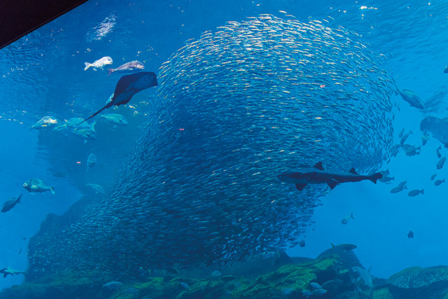イワシの 群れのトルネード/仙台うみの杜水族館（宮城県/仙台市）