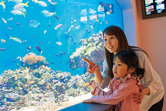 オセアニアの水槽/仙台うみの杜水族館（宮城県/仙台市）