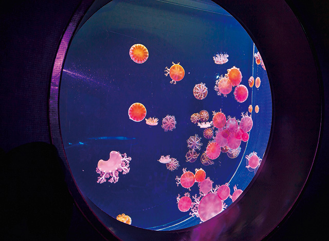 クラゲのいやし/仙台うみの杜水族館（宮城県/仙台市）