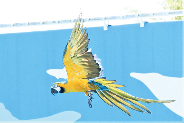ルリコンゴウインコ/仙台うみの杜水族館（宮城県/仙台市）