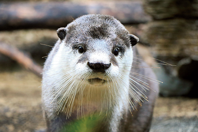 ツメナシカワウソ/仙台うみの杜水族館（宮城県/仙台市）