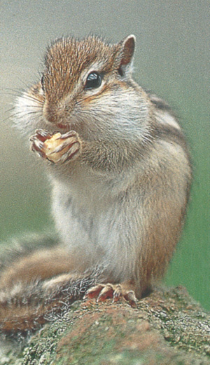 縞模様が特徴のシマリス/リスの森 飛騨山野草自然庭園(岐阜県/高山市)