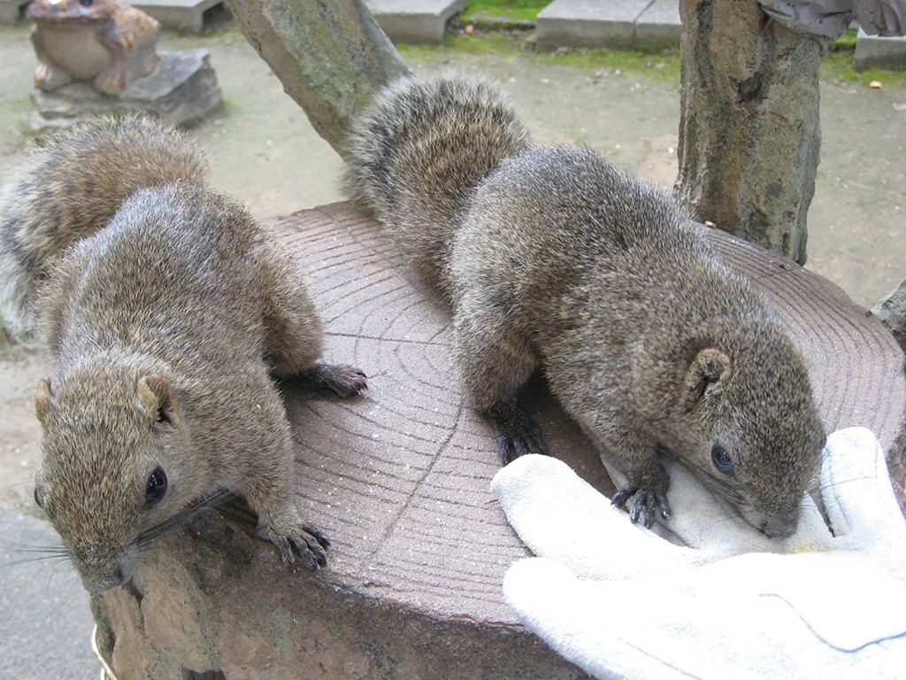 タイワンリスたちにエサやり/ぎふ金華山リス村(岐阜県/岐阜市)