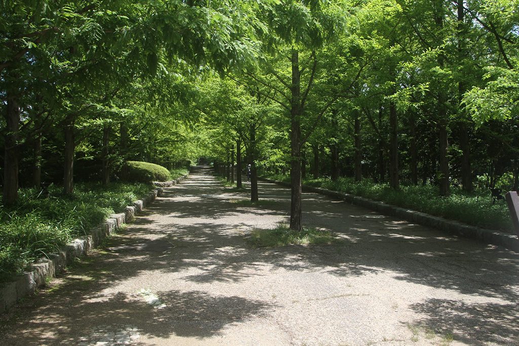 メタセコイアの木々が連なる並木道/神戸市立森林植物園（兵庫県/神戸市