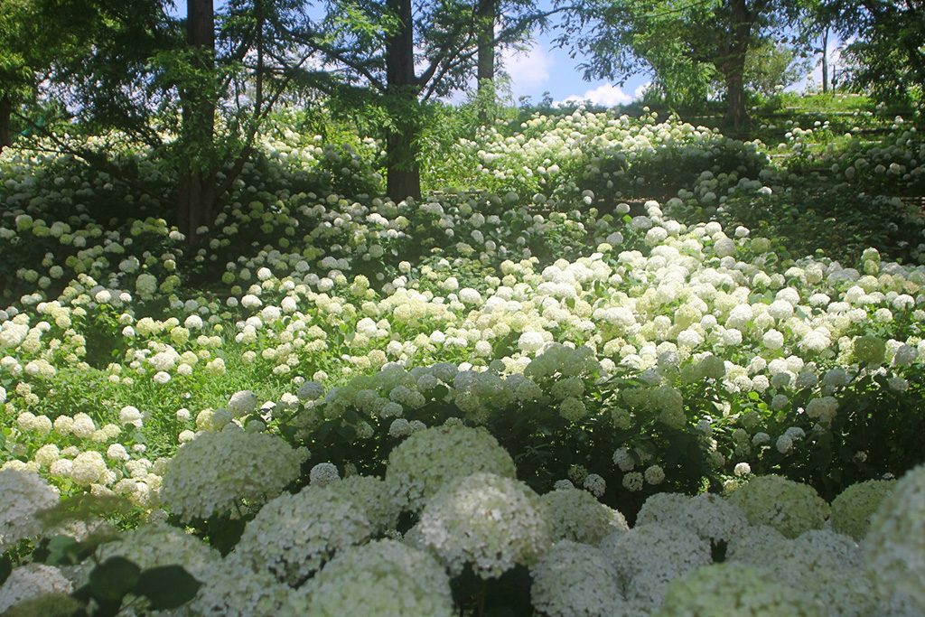 アナベルの丘に咲くアジサイ/神戸市立森林植物園（兵庫県/神戸市