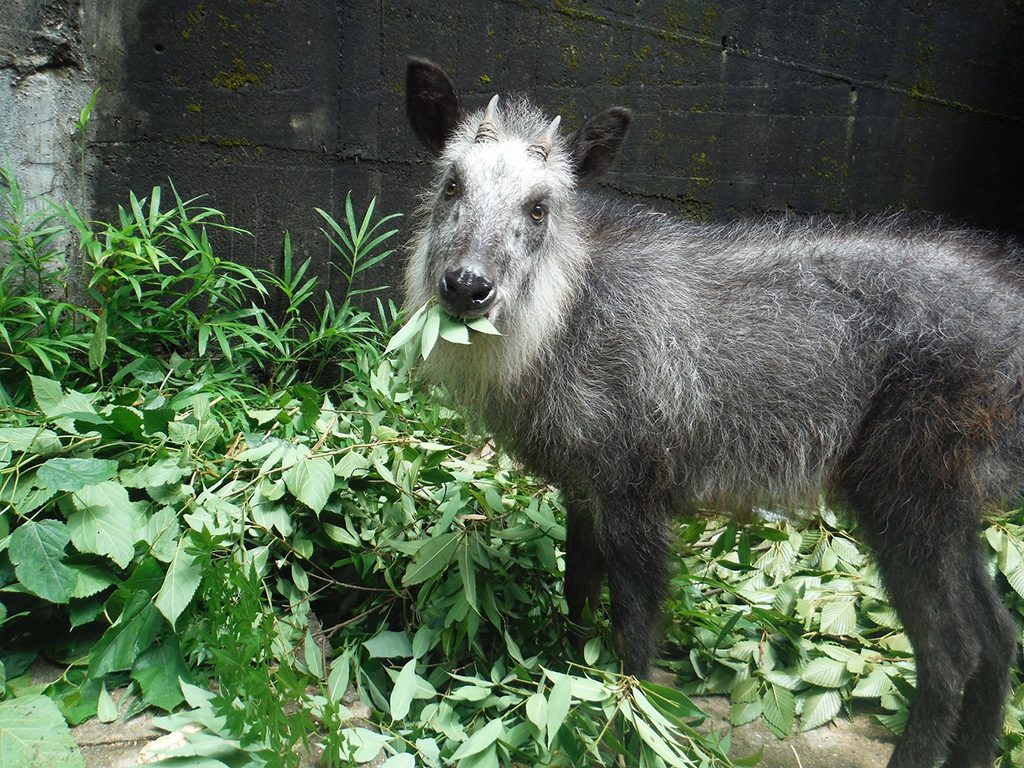 ニホンカモシカ/神戸市立森林植物園（兵庫県/神戸市