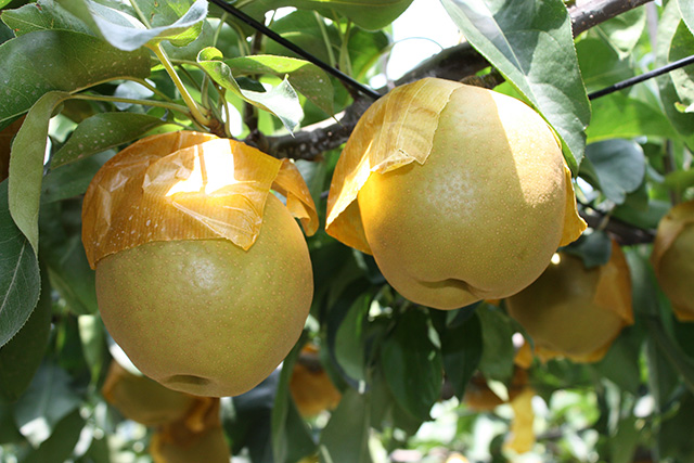 稲城の梨（東京都/稲城市）