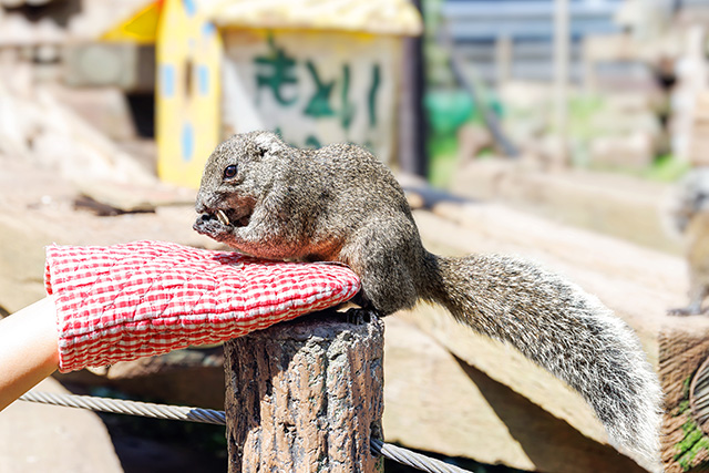 町田リス園のタイワンリス（東京都/町田市）