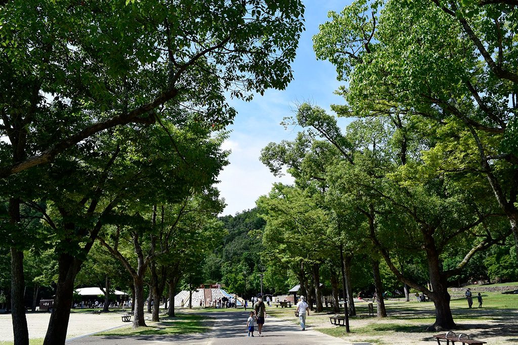 クスノキとケヤキの並木道/宝が池公園 子どもの楽園（京都府/京都市）