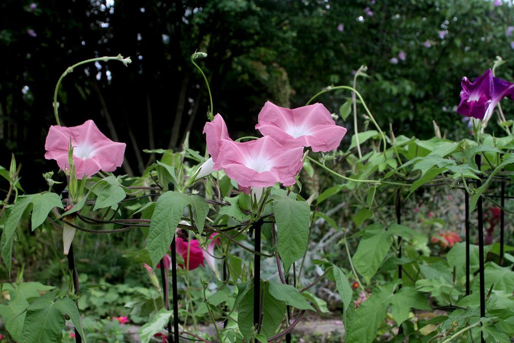 花壇のあさがお/諏訪山公園（兵庫県/神戸市）