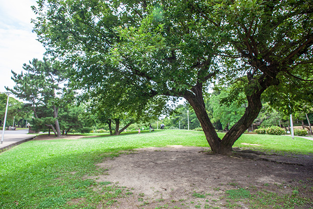 芝生広場/服部緑地（大阪府/豊中市）