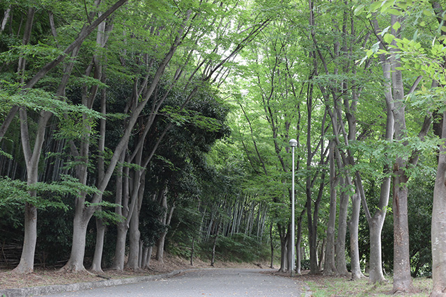 緑道/服部緑地（大阪府/豊中市）