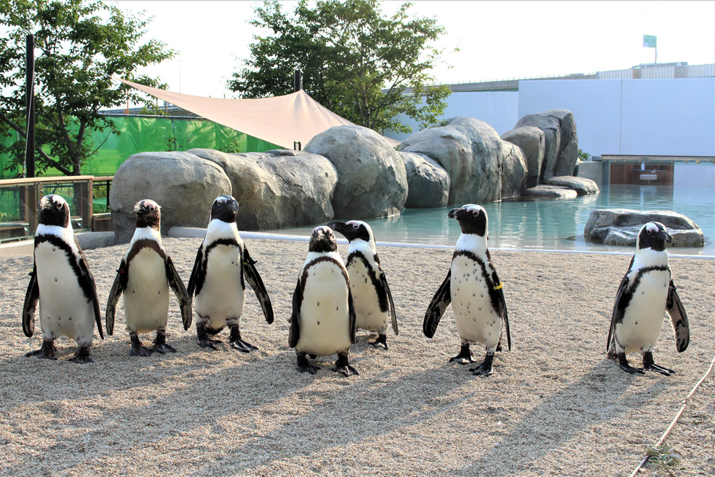 「うみの杜ビーチ -PENGUIN LIFE-」の砂浜コーナー/仙台うみの杜水族館(宮城県/仙台市)