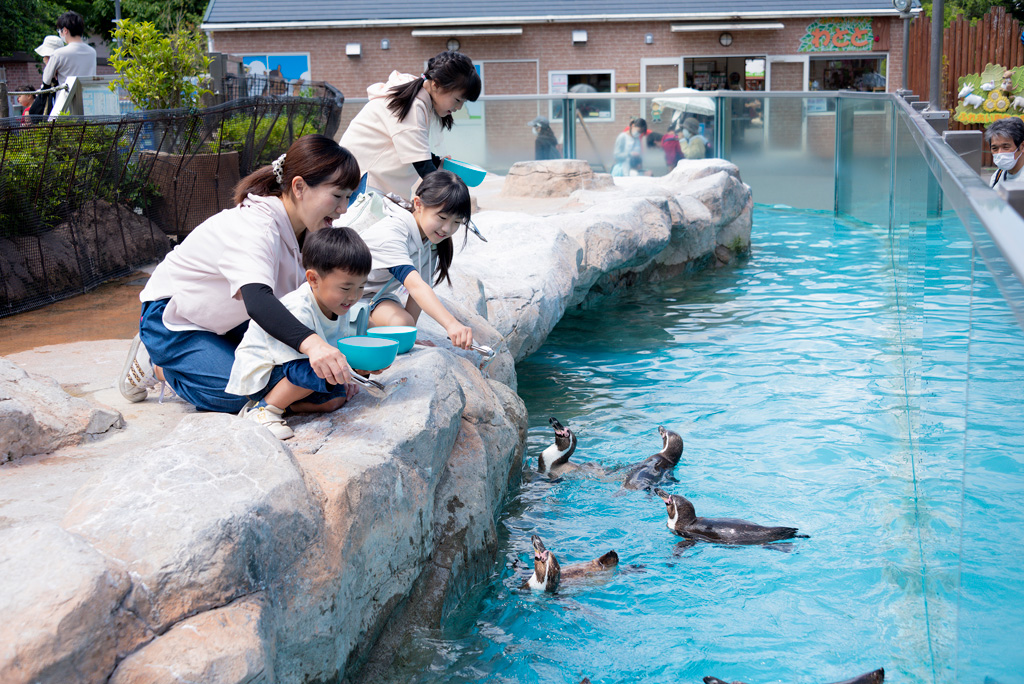 日曜と祝日限定でペンギンにごはんをあげることができる/東武動物公園(埼玉県/宮代町)