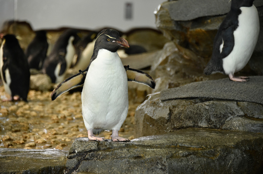 ミナミイワトビペンギンが見られる「フォークランド諸島(マルビナス)」水槽/海遊館(大阪府/大阪市)