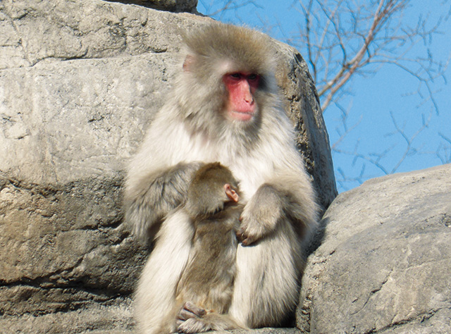 動物ゾーンのニホンザル/八戸公園（青森県／八戸市）