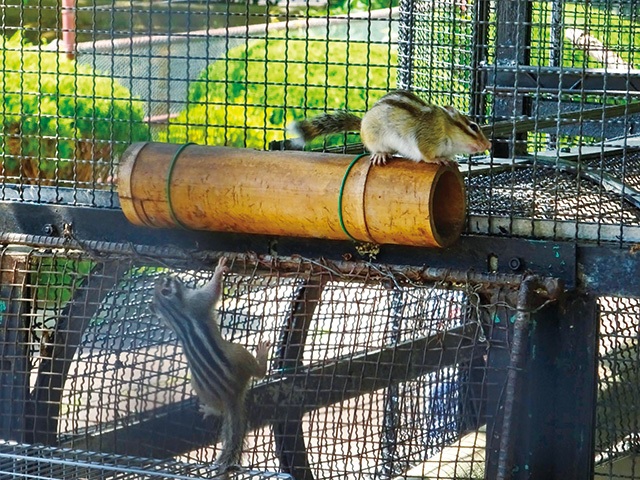 動物ゾーンのシマリス/八戸公園（青森県／八戸市）