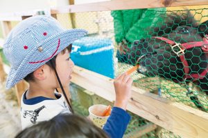 小岩井農場まきば園(岩手県)の広々とした緑のまきばで動物と遊ぼう!