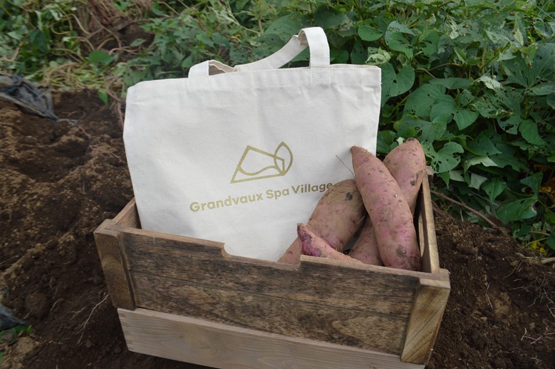 「さつまいも」の収穫体験/Sport & Do Resort リソルの森(千葉県/長柄町)