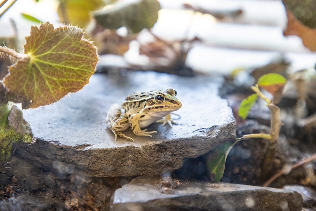 カエル/ふれあい緑地(大阪府/豊中市)