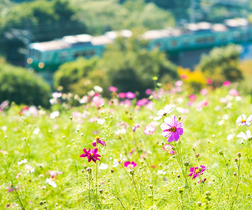 「コスモスの丘」/神戸総合運動公園(神戸市/須磨区)