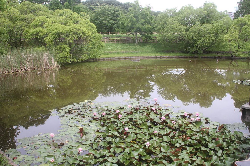 のびのび広場の近くにある池/西神中央公園(兵庫県/神戸市)