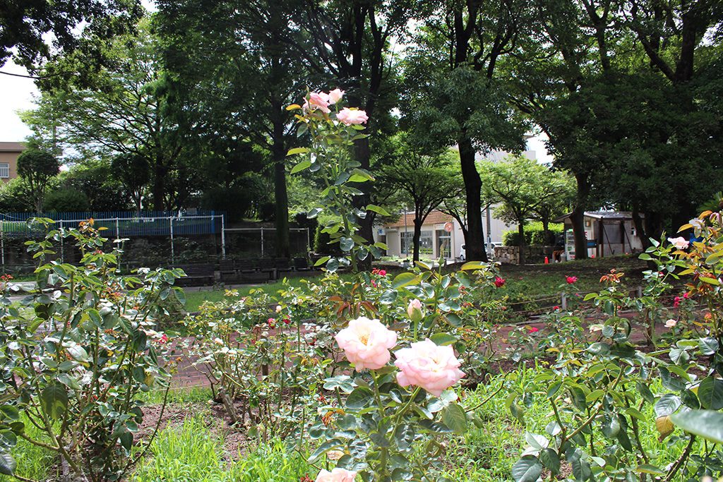 バラ園/大井戸公園（兵庫県/尼崎市）