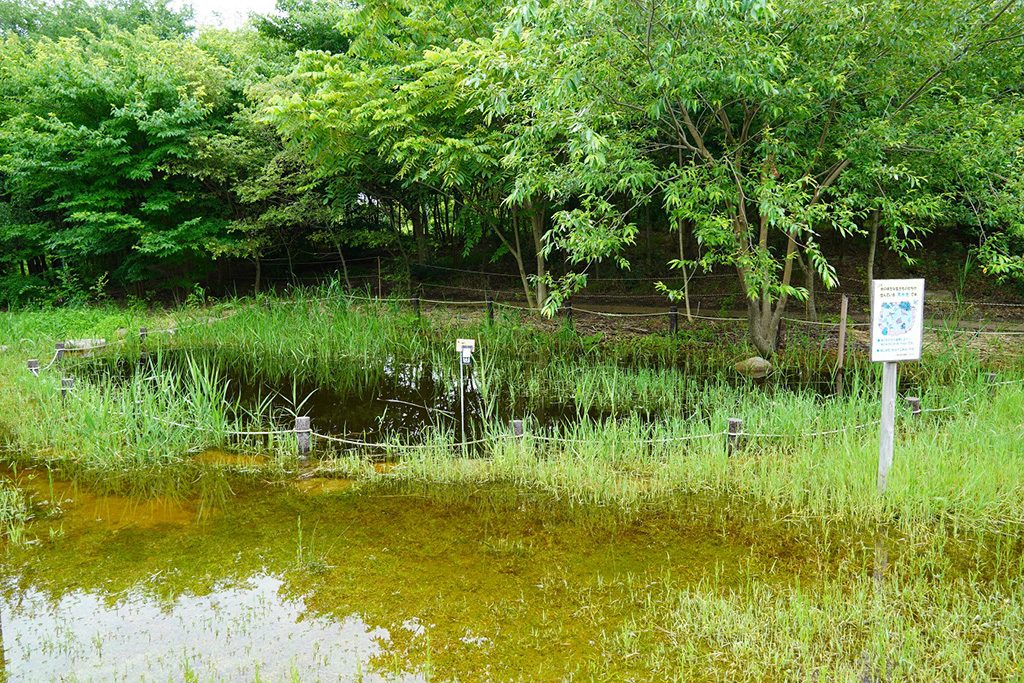 雨水がたまって自然にできた天水池/兵庫県立尼崎の森中央緑地(尼崎市)