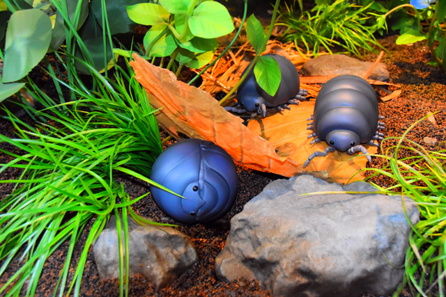 ダンゴムシがいました/ジブリパーク（愛知県／長久手市）