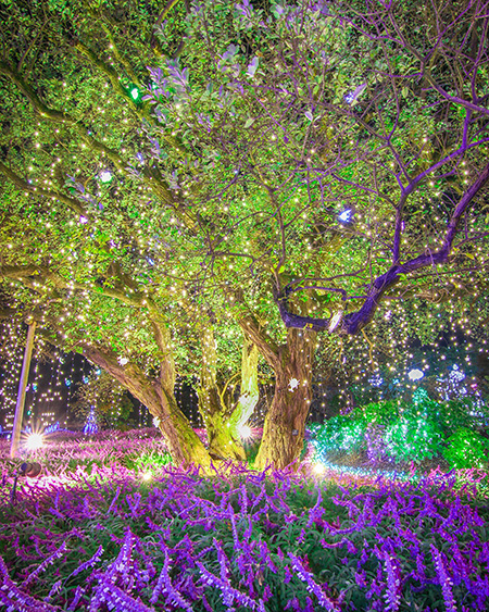 イルミネーション「光とアメジストセージの融合」/あしかがフラワーパーク（栃木県/足利市）