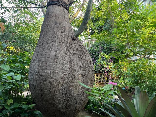 緑と花と彫刻の博物館「ときわミュージアム」（宇部市）