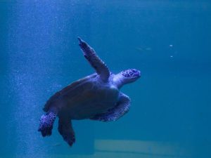 福岡県の無料スポット・遊び場12選！アクアリウムや博多ポートタワーなど