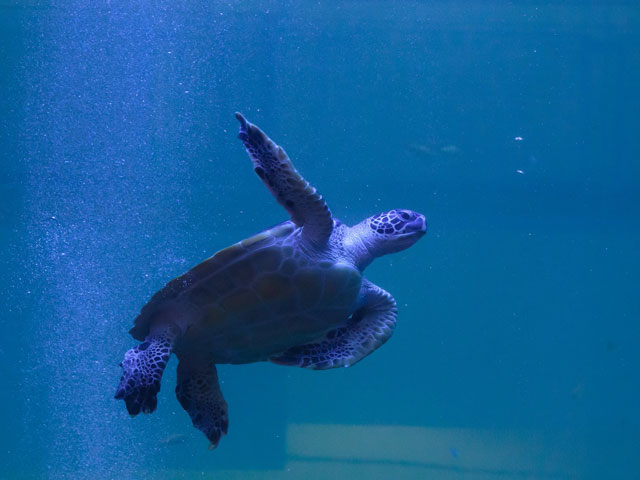 アクアリウム（福岡県／福岡市博多区）