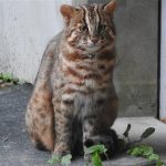 長崎県の無料スポット・遊び場5選！ツシマヤマネコに会える施設、絶景の展望台など