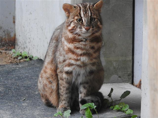 環境省 対馬野生生物保護センター