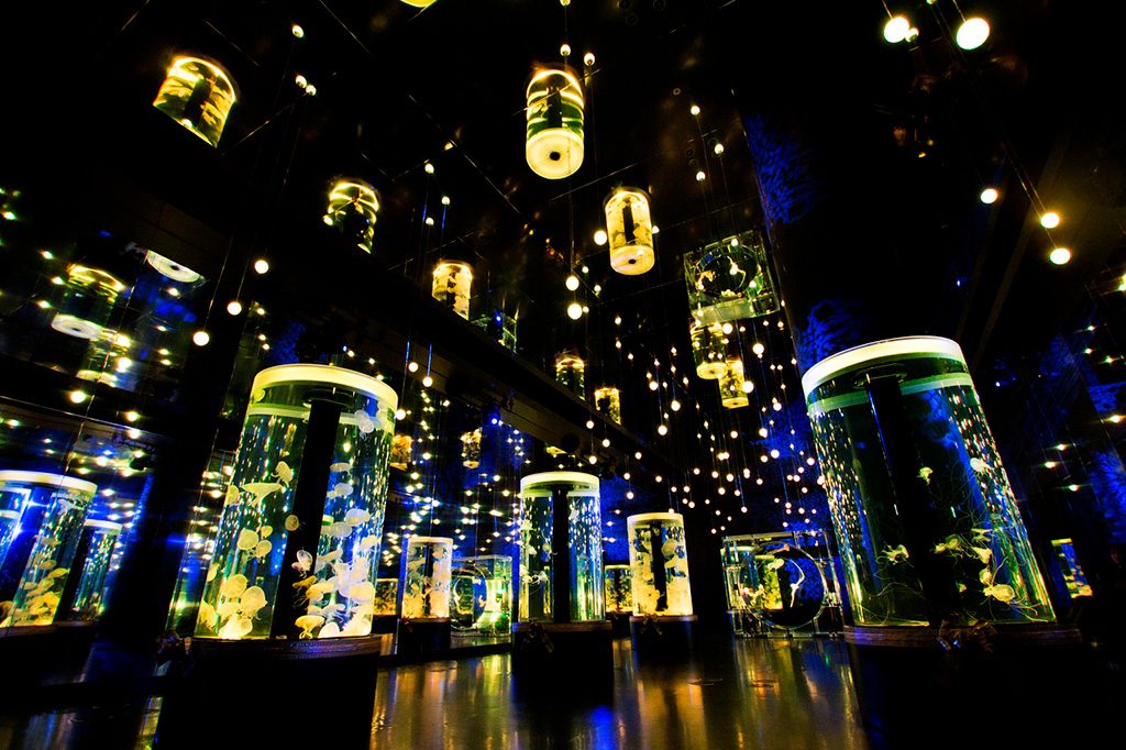 「NAKED STAR AQUARIUM」ジェリーフィッシュ ランブル/マクセル アクアパーク品川(東京都/品川区)
