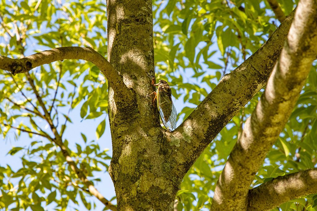 原池公園（大阪府/堺市）
