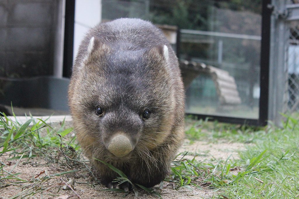 五月山動物園の珍獣ウォンバット/五月山公園（大阪府/池田市）