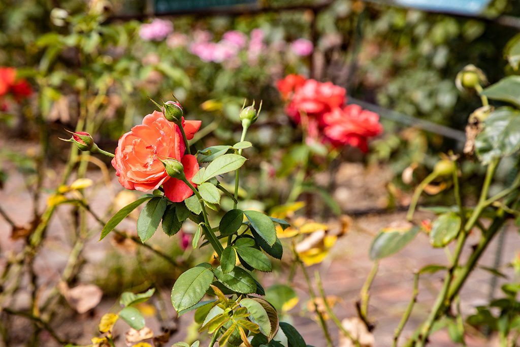 ばら庭園/浜寺公園（大阪府/堺市）