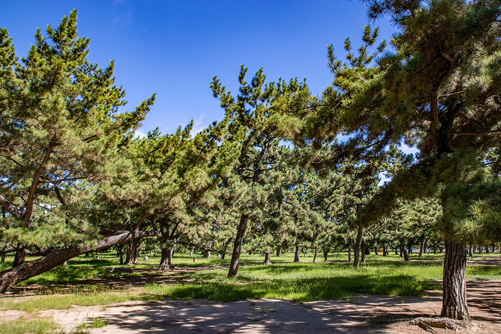 /浜寺公園（大阪府/堺市）