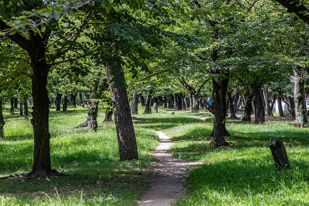 「名松100選」に選ばれた松/浜寺公園（大阪府/堺市）