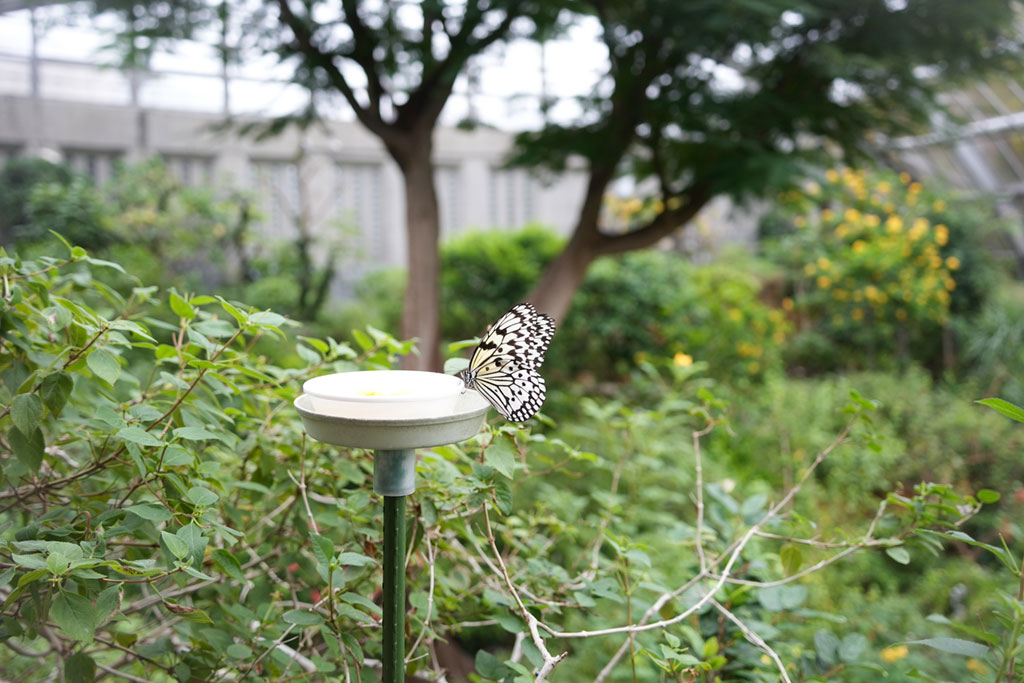 多摩動物公園昆虫園