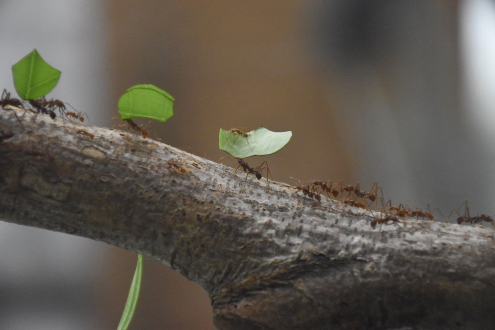 多摩動物公園昆虫園