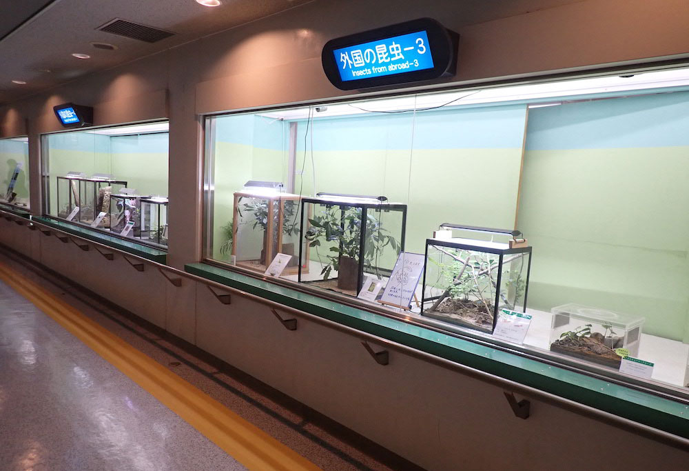 多摩動物公園昆虫園