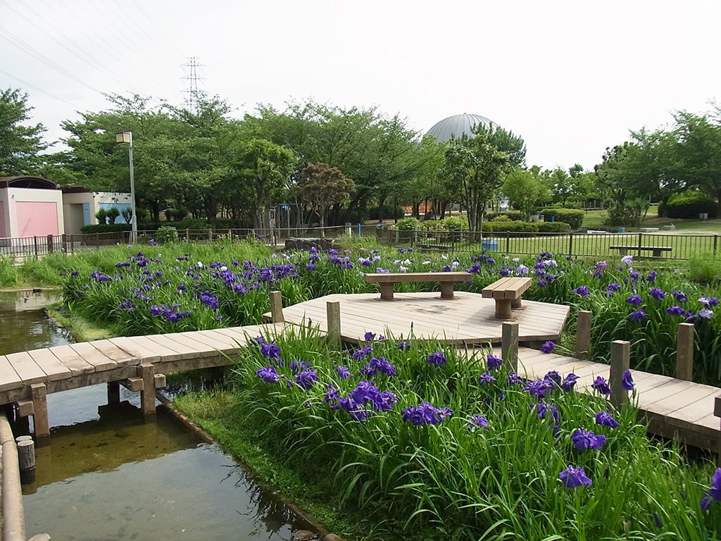 花しょうぶ園 /花園中央公園（大阪府/東大阪市）