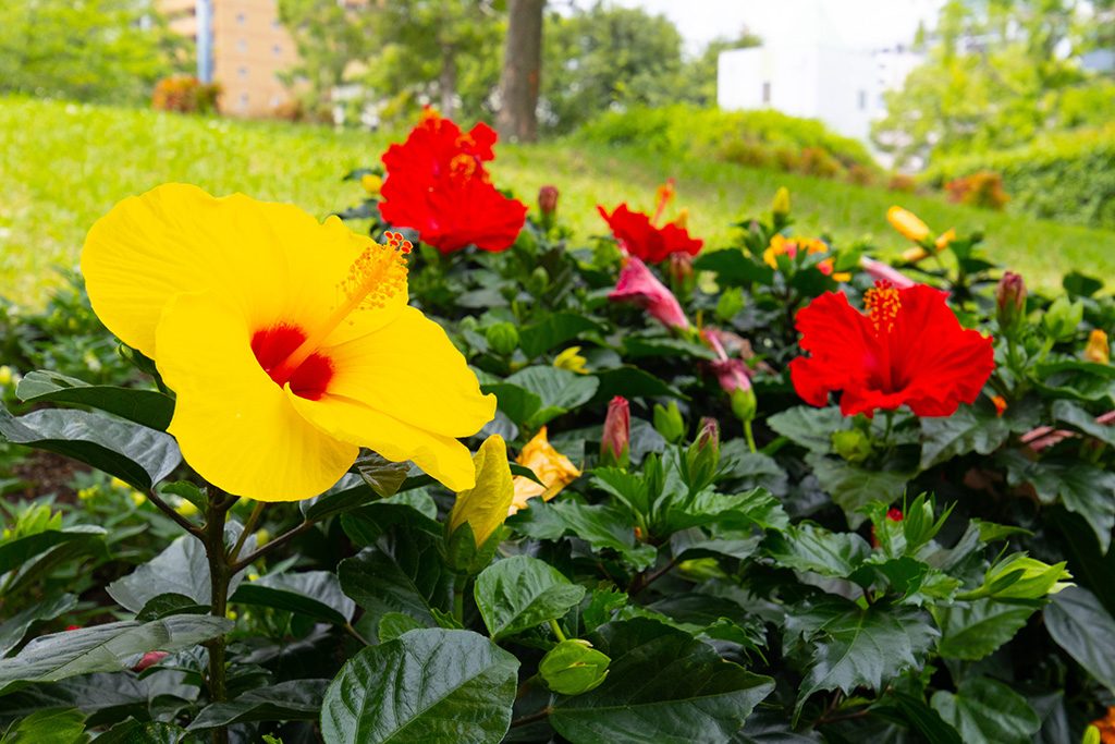 園内の花壇/扇町公園(大阪府/大阪市)